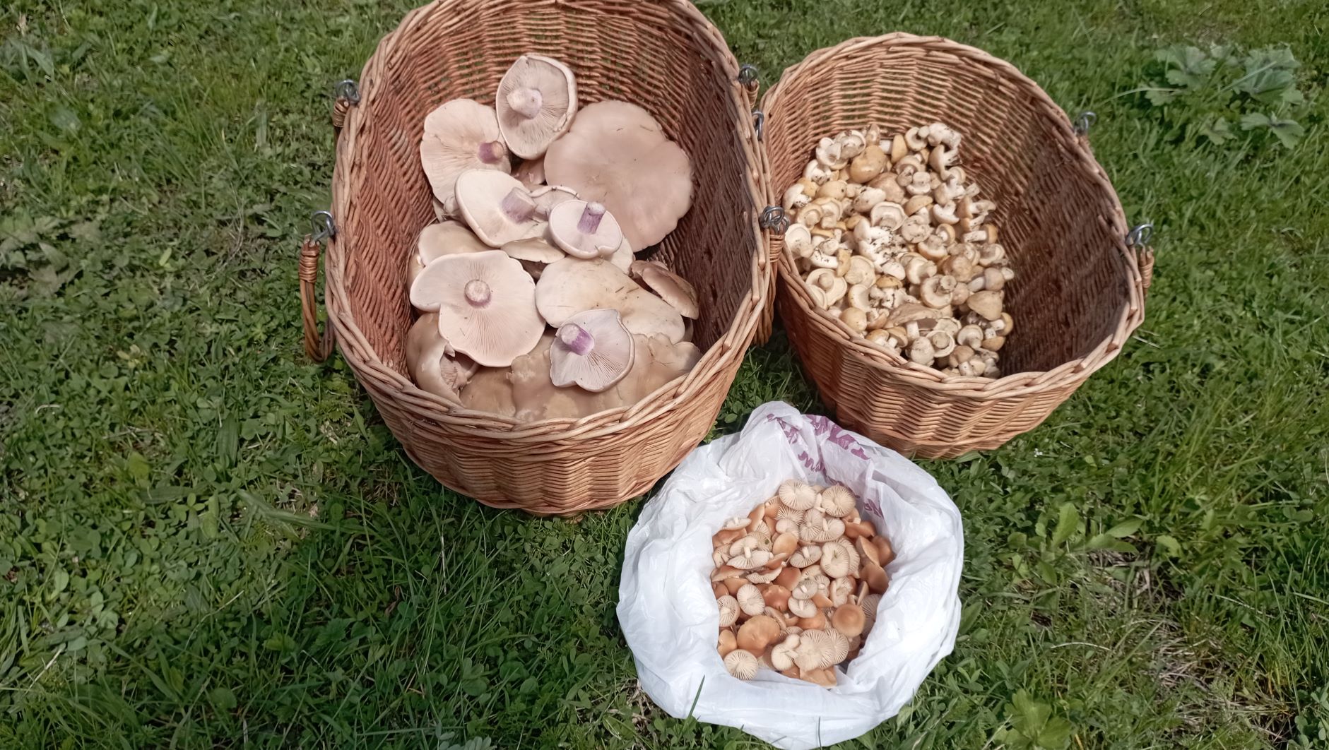 Ё-МОЁ! В начале апреля массово идёт рядовка майская!!! По грибы 9 апреля 2023 года. смотреть онлайн