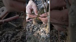 Прививка яблони весной. Метод улучшенная копулировка.