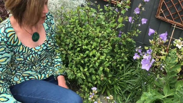 Campanula & Chinese Plumbago Results // Did They Survive?