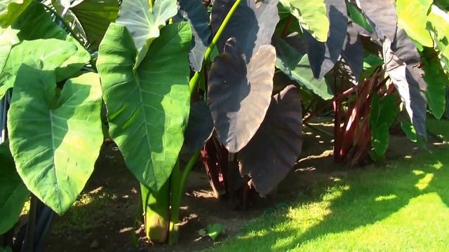 Alocasia, Colocasia, Xanthosoma