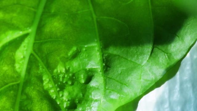 Оэдема Перца ? Снизу у листьев перца появились белые пупырышки (точки, бугорки, крупинки, кристаллы