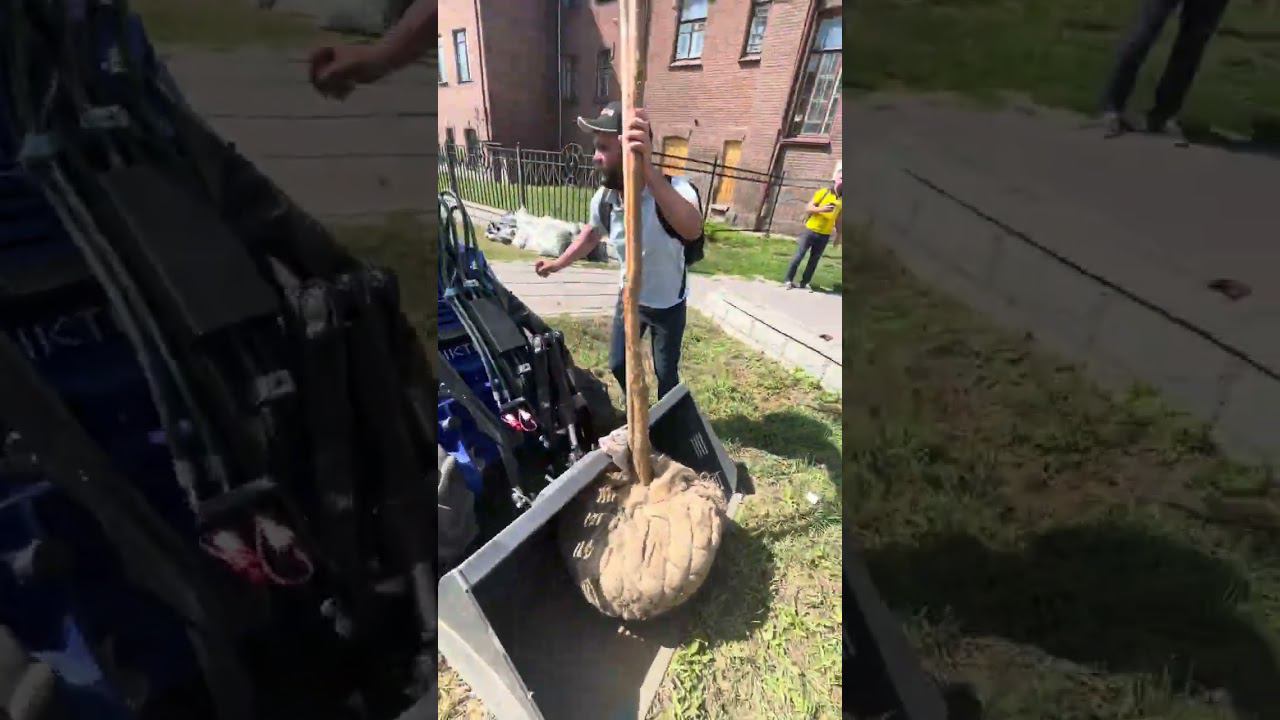 Пересадка больших деревьев двумя руками. Облегчить процесс поможет Диктум. смотреть онлайн