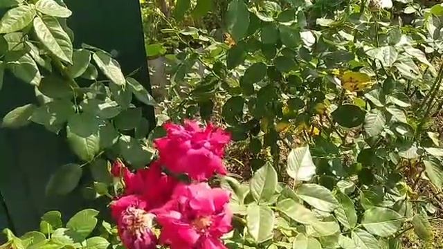 прогулочная дорожка смотреть онлайн