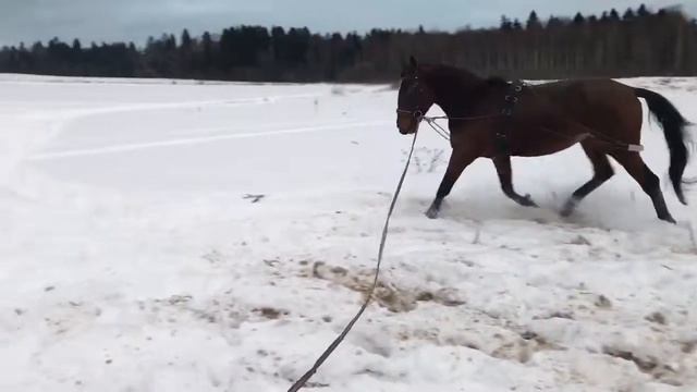 Молодой конь смотреть онлайн