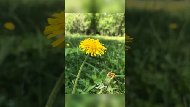 Дора Люкс. Живите с собой и природой в гармонии и ладу ( музыка Дэвид Гарретт) #доралюкс #doralux смотреть онлайн