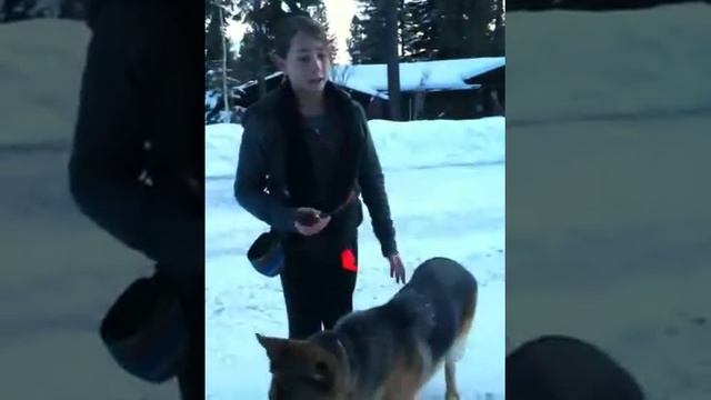 Clicker Training with Minna #6 - Heel (Basic position to prevent pulling) смотреть онлайн