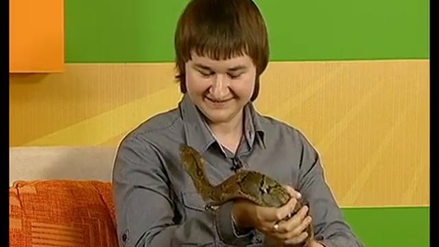 ГОСТЬ В СТУДИИ- владелец сетчатого питона смотреть онлайн