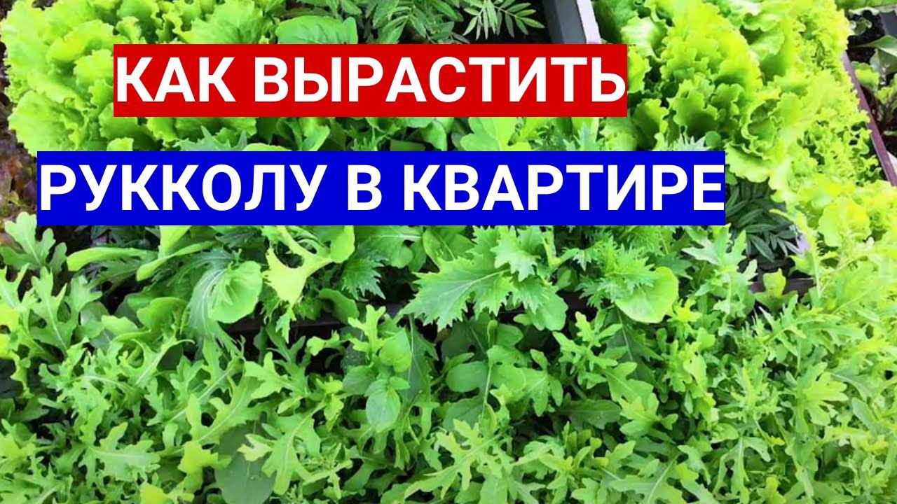 ГОТОВЛЮ САЛАТЫ С РУККОЛОЙ КАЖДЫЙ ДЕНЬ. КАК БЫСТРО ВЫРАСТИЛА РУККОЛУ В КВАРТИРЕ НА ПОДОКОННИКЕ смотреть онлайн