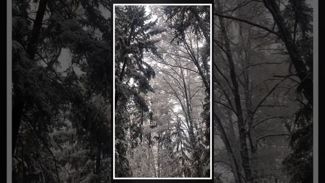 Заснеженный лес 02.01.2021 смотреть онлайн