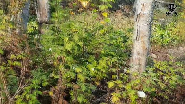 СБОР ЛИМОННИКА. ОБРАБОТКА. смотреть онлайн