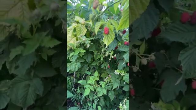 Ремонтантная малина Сорта Карамелька ? смотреть онлайн