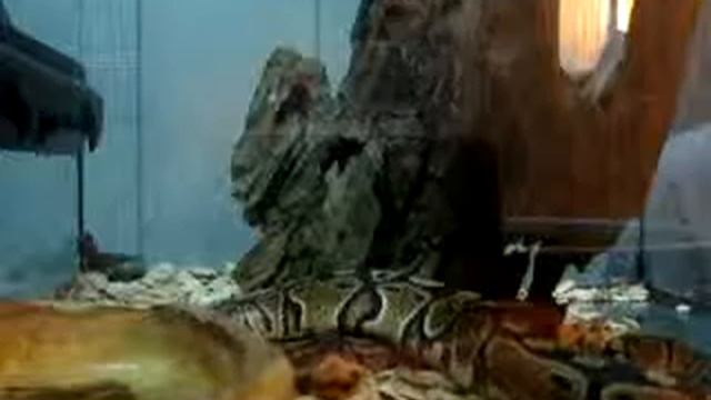 Ball Python Feeding. смотреть онлайн