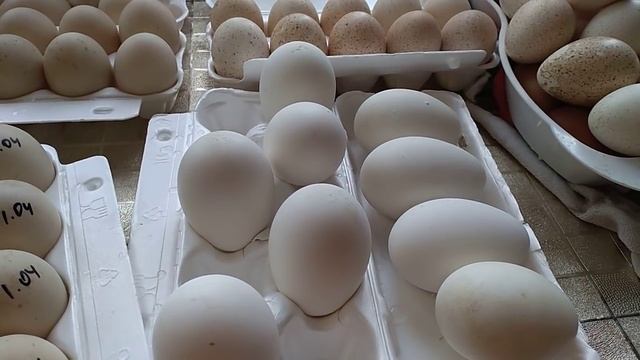 Мыть ли яйцо? Продаю инкубационное яйцо. смотреть онлайн