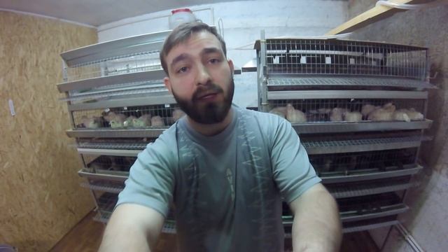 Формирование семей перепелов для получения инкубационного яйца. смотреть онлайн