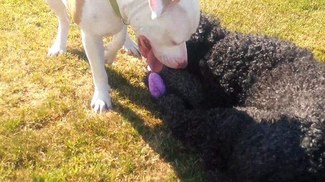 Pitbull sparkly and standard poodle jo jo having a playdate смотреть онлайн