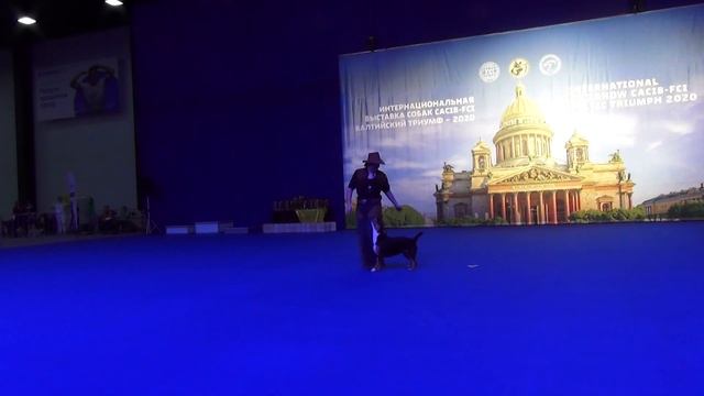 Дженжеруха Виталия и Энтлебухер зенненхунд Fresh Energy Jenevieva. Класс Дебют-НТМ смотреть онлайн
