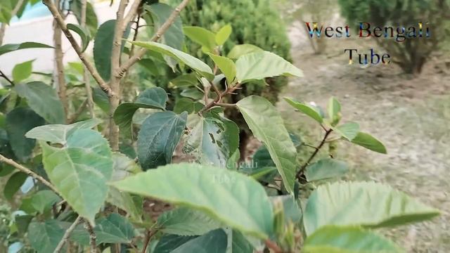 Garden Tips 08 || Accurate Pink Hibiscus In The Light with natural view смотреть онлайн