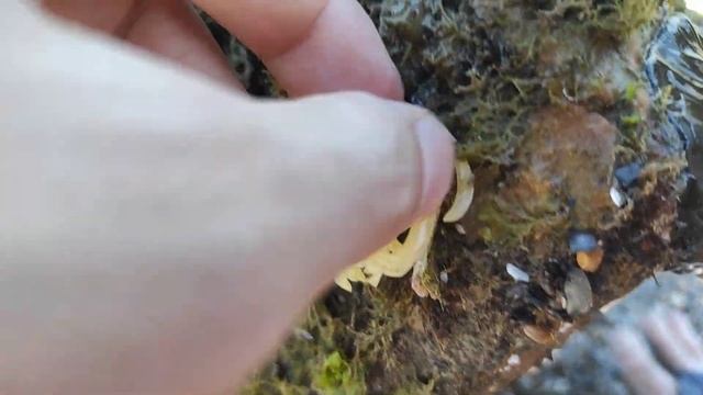 Яйца рапана смотреть онлайн