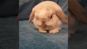 Funny and Cute Baby Bunny Rabbit Videos - Baby Animal Video Compilation (2019)