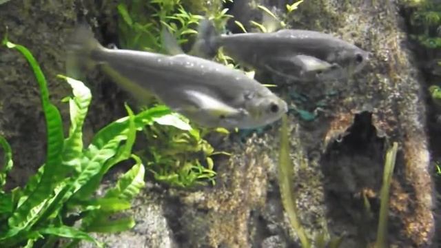 агрессивные аквариумные рыбы из Амазонки, Саблезубая тетра, Hydrolycus Scomberoides, океанариум спб смотреть онлайн