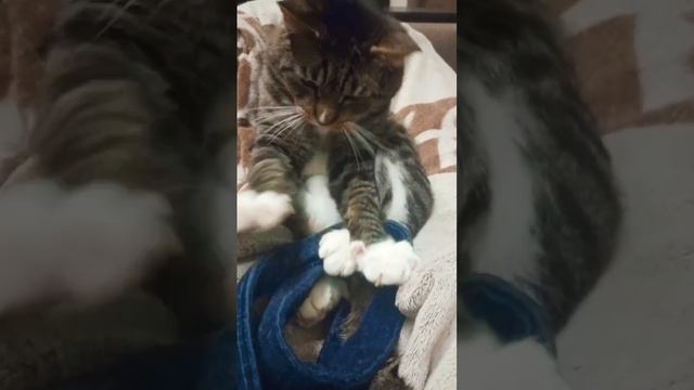 Поможем вместе коту смотреть онлайн