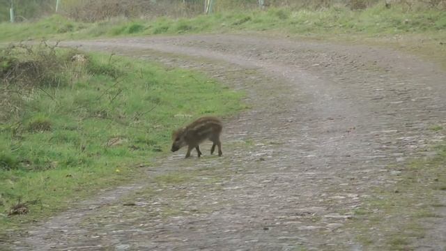 Дикий кабан - Wild boar (Энциклопедия животных) смотреть онлайн