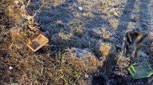 ЛОВЛЯ ПЕВЧИХ ПТИЦ.2023.ЩЕГОЛ.РЕПЕЛ.ЧИЖ.ЧЕЧЁТКА.ВЬЮРОК