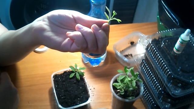 Черенкование калибрахоа 16 02 2018 сохранение калибрахоа зимой смотреть онлайн