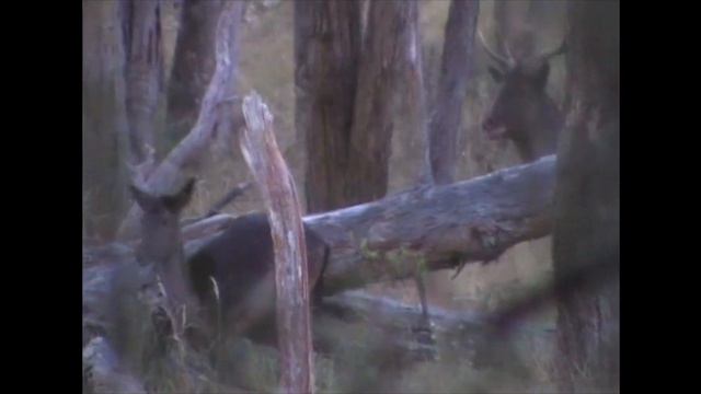 Severn River Park Croaking Fallow Buck смотреть онлайн