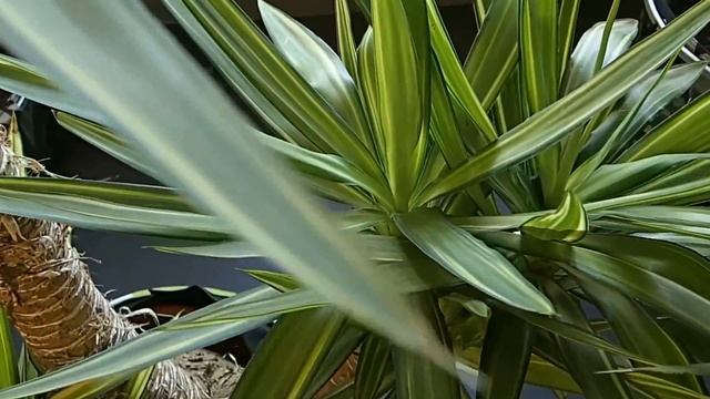 Yucca elephantipes 'Jewel' смотреть онлайн