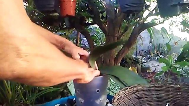 Replante de orquídeas phaleon смотреть онлайн