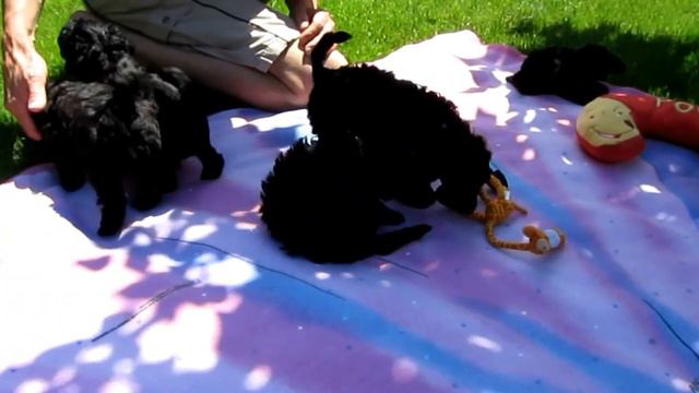 Welpen "My Only Dream" E-Wurf Aisha Woche 5-1.MOV смотреть онлайн