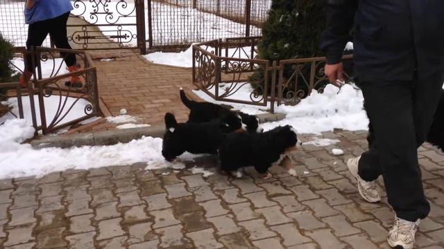 Помет П смотреть онлайн