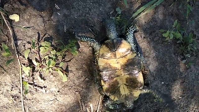 Как черепаха переворачивается со спины . смотреть онлайн