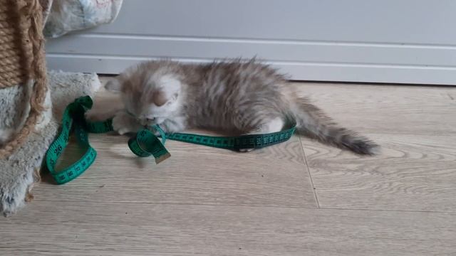 чистокровная шотландская девочка скоттиш страйт, окрас черепаха сер пятно. смотреть онлайн