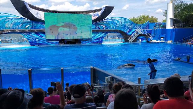 SeaWorld Kasatka 4K.Шоу касаток 4K.ч1