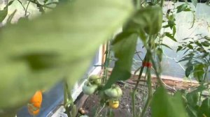 Томат Король королей - тяжеловес года в моей теплице.