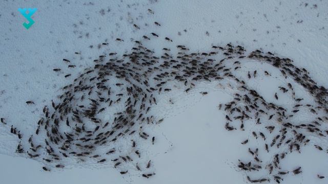 Мечта оленевода на Ямале смотреть онлайн