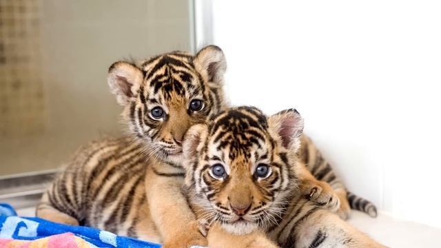 Собака вырастила трёх маленьких тигрят, но годы спустя произошло то, что шокировало всех! смотреть онлайн