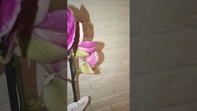 орхидея montreux смотреть онлайн