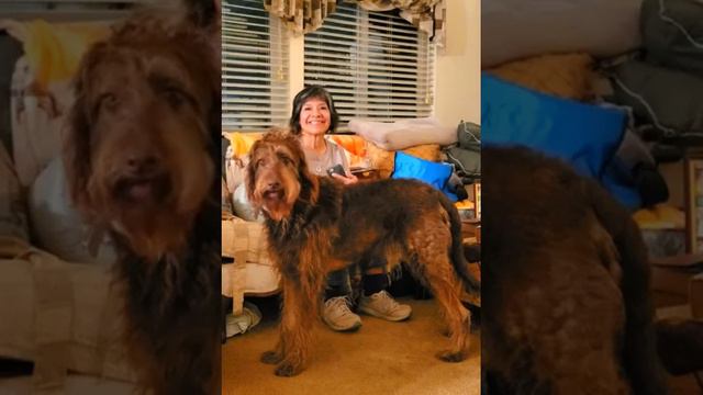 Marley "who let the dogs out" 11.8.22 смотреть онлайн