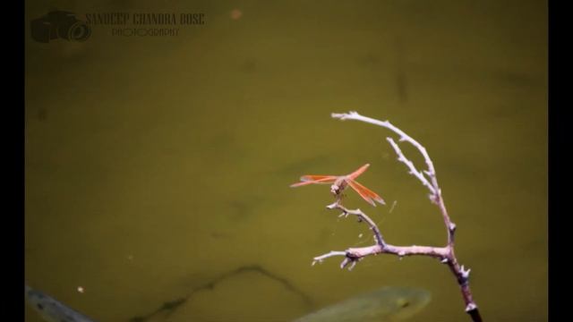 Canon EOS 1200d (1300d) / Rebel T5  DSLR Sample Images