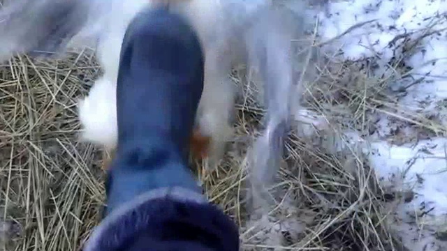 ПЕТУХ-КИЛЛЕР