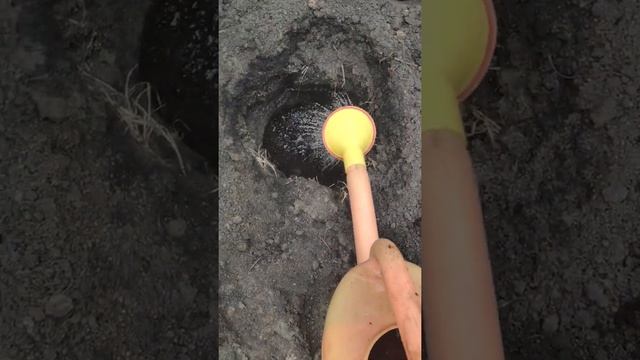 Осенняя посадка роз. Как я готовлю посадочную яму. На сколько заглублять прививку у роз. смотреть онлайн