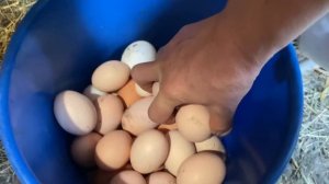 Гнёзда для кур несушек с дыркой для сбора яиц