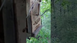 Ловля роев. Первые рои. Ловушки