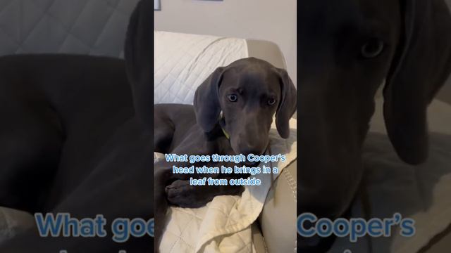 #weimaraner #funny #funnydogvideos #puppy смотреть онлайн