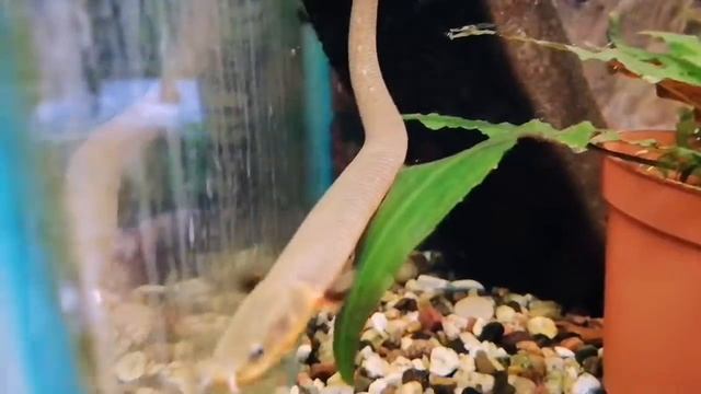 Каламоихт калабарский (рыба-змея) зоомагазин Весёлый попугай, г. БАЛАКОВО смотреть онлайн