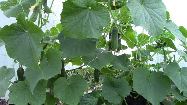 СУПЕР-УРОЖАЙ ОГУРЦОВ НА ДРОЖЖАХ! Вы останетесь довольны результатом Дрожжевая подкормка для огурцо смотреть онлайн