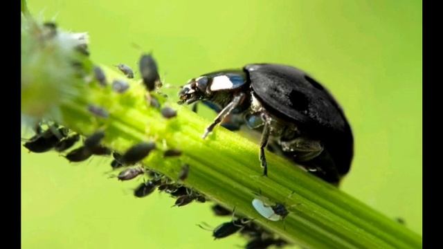 ПРИТЧА О БОЖЬЕЙ КОРОВКЕ смотреть онлайн
